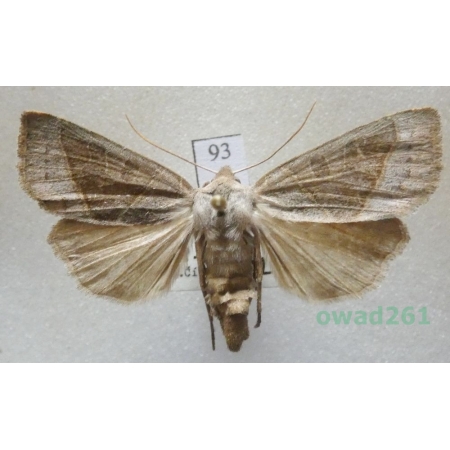 Mesogona oxalina (Hübner, 1803) Slovakia93